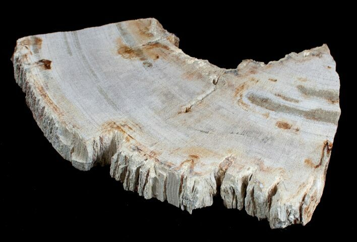 Petrified Palmwood Slice Indonesia (x inches) #3734